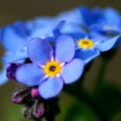 500 Blue Chinese FORGET ME NOT (Hounds Tongue) Cynoglossum Amabile Flower Seeds