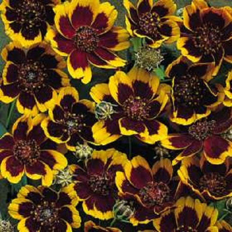 30 COSMIDIUM BRUNETTE Burridgeanum Greenthread Flower Seeds