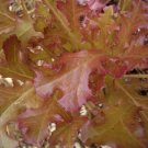 3000 CIMMARON Red ROMAINE LETTUCE Lactuca Sativa Vegetable Seeds