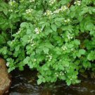 1000 Fine Curled PEPPERGRASS / PEPPERCRESS / WATERCRESS Lepidium Sativum Greens Sprouts Vegetable Sp