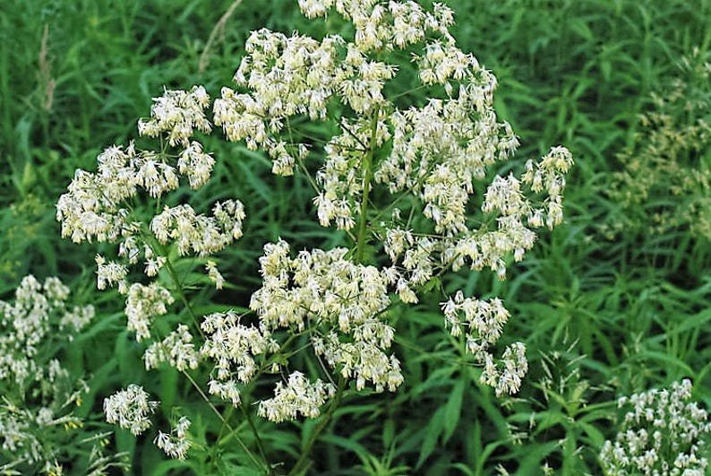 50 PURPLE MEADOW RUE Thalictrum Dasycarpum White & Yellow Flower Herb Seeds