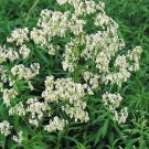 50 PURPLE MEADOW RUE Thalictrum Dasycarpum White & Yellow Flower Herb Seeds