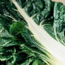 300 Fordhook GIANT SWISS CHARD (Perpetual Spinach) Beta Vulgaris Cicla Vegetable Seeds