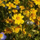 1500 CALIFORNIA SUNSHINE GOLDFIELDS Lasthenia Glabrata Yellow Flower Seeds