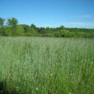 300 Wrens Abruzzi WINTER RYE Secale Cereale Grain Cover Crop Seeds