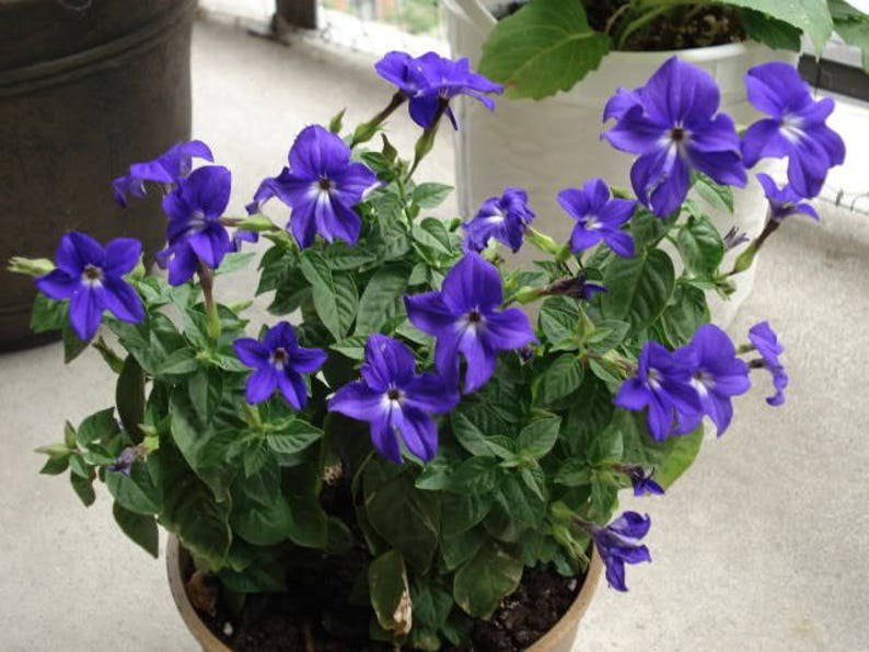 50 BROWALLIA (Amethyst Flower / Bush Violet) Browallia Americana Flower Seeds