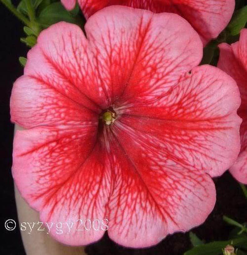 25 SALMON PETUNIA Grandiflora Flower Seeds