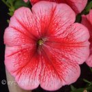 25 SALMON PETUNIA Grandiflora Flower Seeds