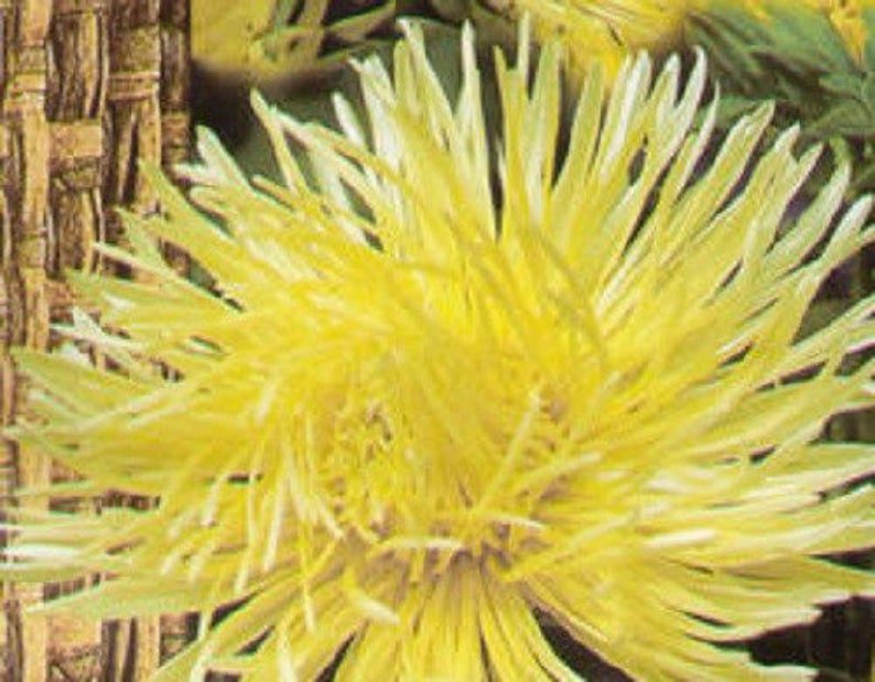 30 YELLOW NEEDLE ASTER Callistephus Unicom Flower Seeds