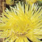30 YELLOW NEEDLE ASTER Callistephus Unicom Flower Seeds