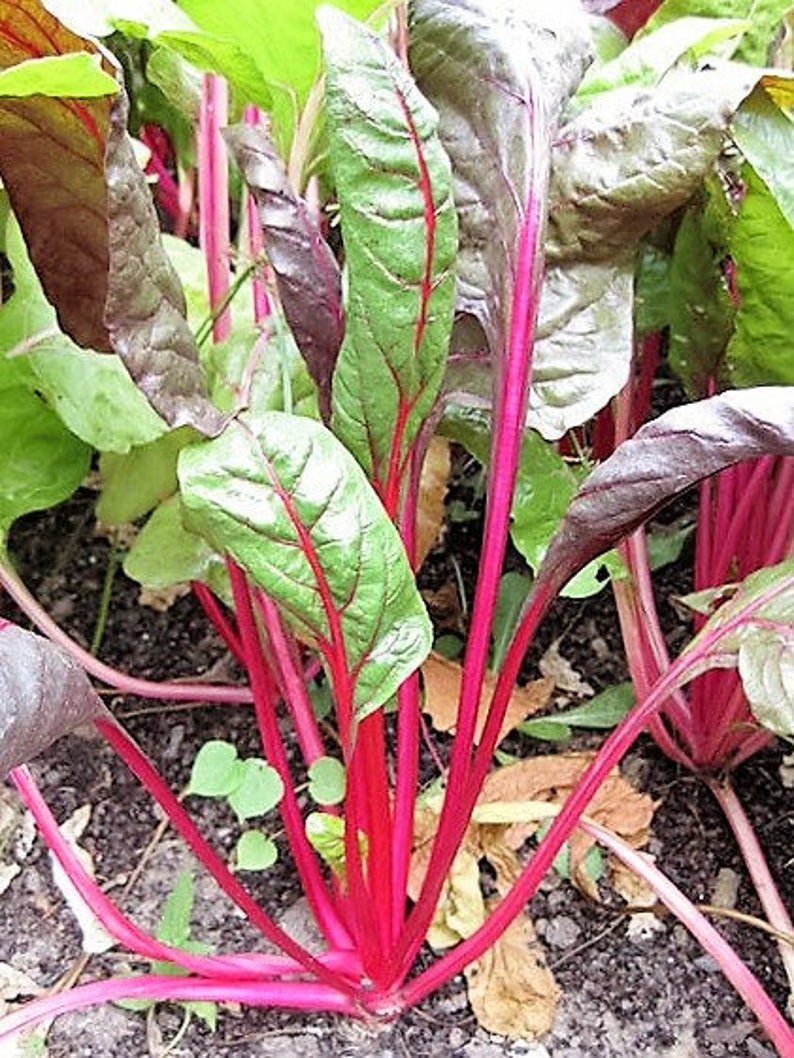 40 Pink LIPSTICK SWISS CHARD Vegetable Seeds Perpetual Spinach Beta Vulgaris Seeds