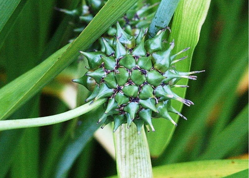 20 GIANT BUR REED Sparganium Eurycarpum Wetland White Flower Seeds
