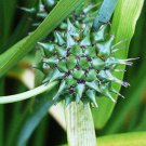 20 GIANT BUR REED Sparganium Eurycarpum Wetland White Flower Seeds