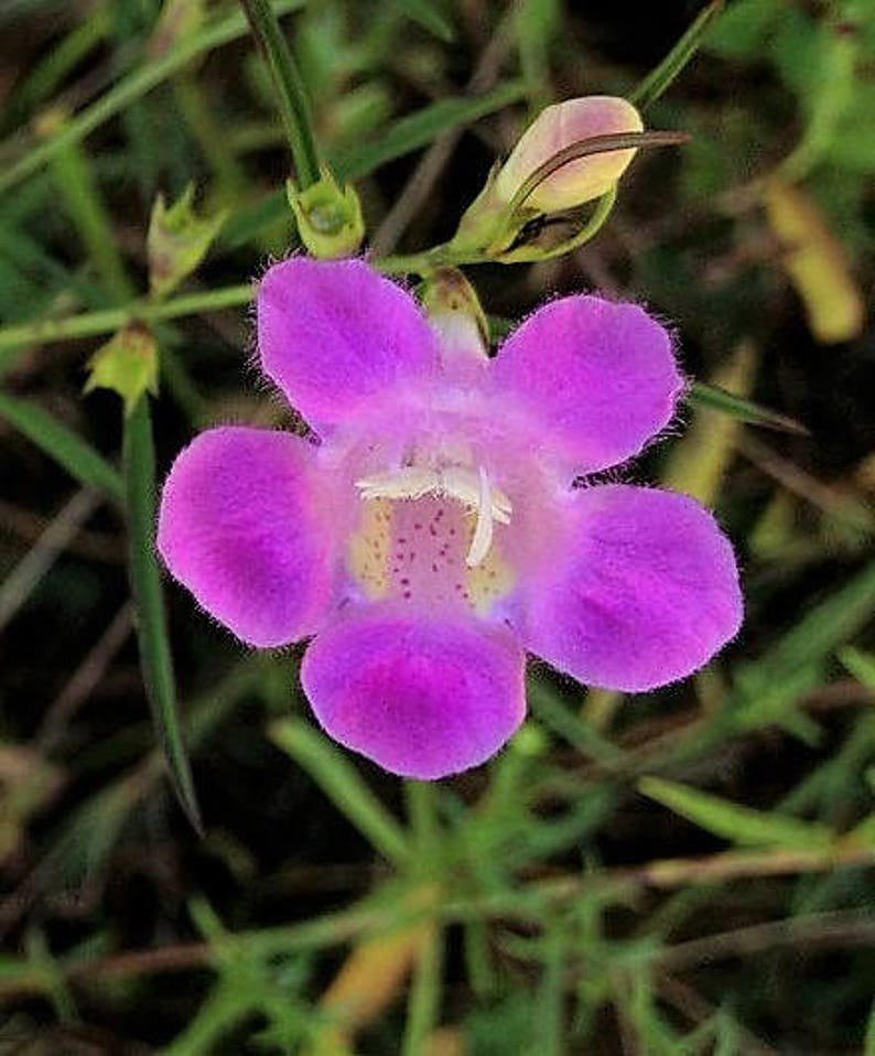 100 FALSE PURPLE FOXGLOVE Rose Gerardia Wetland Agalinis Purpurea Flower Seeds