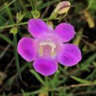 100 FALSE PURPLE FOXGLOVE Rose Gerardia Wetland Agalinis Purpurea Flower Seeds