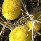 10 WOOLY BEAR GOURD Cucumis Dipsaceus Fuzzy Green Ornamental Seeds