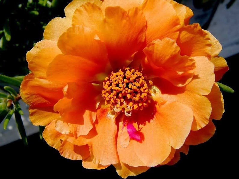 100 Orange PORTULACA MOSS ROSE Portulaca Grandiflora Succulent Flower Seeds