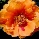 100 Orange PORTULACA MOSS ROSE Portulaca Grandiflora Succulent Flower Seeds