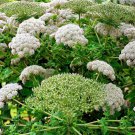 10 Madeira GIANT BLACK PARSLEY Parsnip Palm Melanoselinum Decipiens Flower Seeds