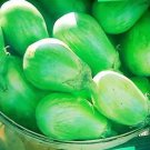 50 Green AO DAIMARU EGGPLANT Solanum Melongena Japanese Asian Aubergine Fruit Vegetable Seeds