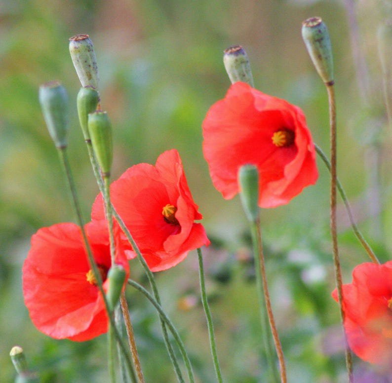 250 Red LONG POD POPPY Papaver Dubium Long Headed Blindeyes Flower Seeds + Gift