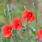 250 Red LONG POD POPPY Papaver Dubium Long Headed Blindeyes Flower Seeds + Gift