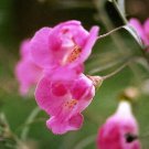 100 FALSE SLENDERLEAF FOXGLOVE Purple Gerardia Agalinis Tenuifolia Flower Seeds