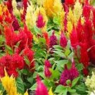 150 Mixed PAMPAS PLUMES COCKSCOMB Celosia Plumosa Flower Seeds