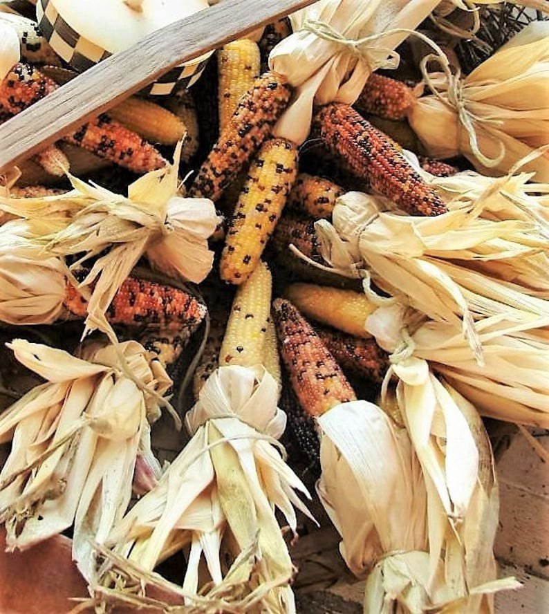 50 Indian MINI MIX CORN Miniature 4"" Ears Ornamental Zea Mays Vegetable Seeds