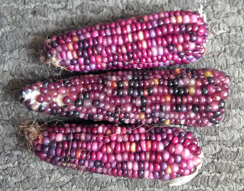 20 MINI PURPLE Glass Gem CORN Miniature Ornamental Edible Zea Mays Veggie Seeds