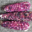 20 MINI PURPLE Glass Gem CORN Miniature Ornamental Edible Zea Mays Veggie Seeds