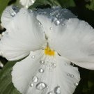 50 WHITE PANSY Clear Crystals Violet Viola Wittrockiana Flower Seeds