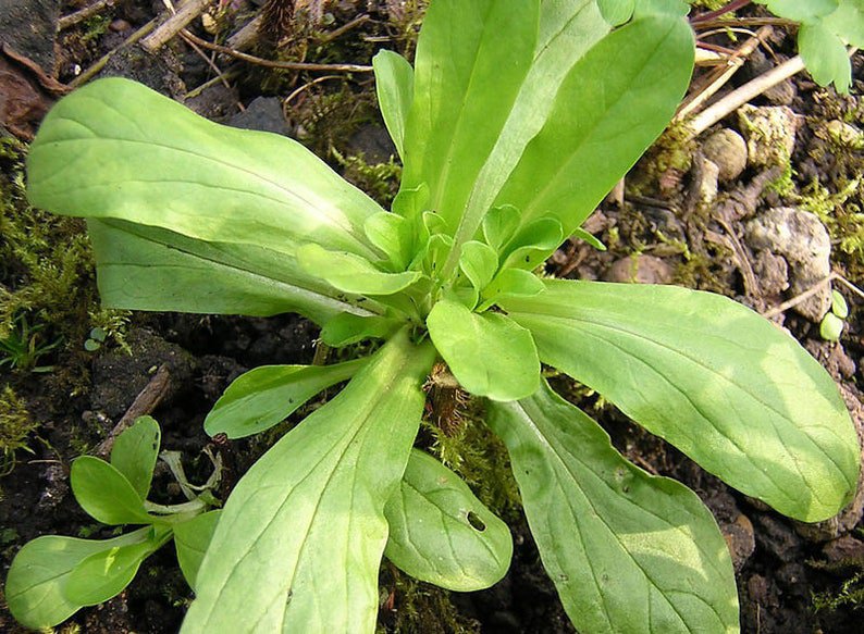 500 Dutch CORN SALAD Lambs Lettuce Valerianella Locusta Herb Vegetable Seeds