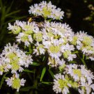 500 VIRGINIA MINT Pycnanthemum Virginianum Mountainmint Native White Flower Herb Seeds