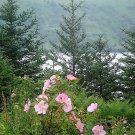 15 Pink WOOD'S ROSE Bush Mountain Rose Rosa Woodsii Fragrant Flower Seeds