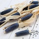 50 BLUE POPCORN Blue Kernels Pop White Corn Zea Mays Vegetable Seeds