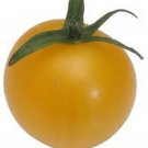 150 GOLDEN JUBILEE TOMATO Yellow Lycopersicon Lycopersicum Fruit Vegetable Seeds