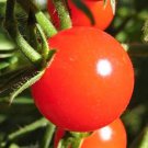 300 LARGE Red CHERRY TOMATO Lycopersicon Lycopersicum Fruit Vegetable Seeds