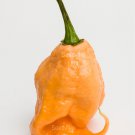 10 Peach CAROLINA REAPER PEPPER World's Hottest Capsicum Chinense Hot Chili Vegetable Seeds