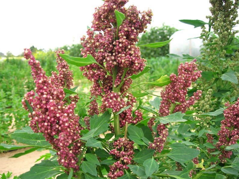 100 Organic COCOA CHERRY QUINOA Grain Chenopodium Quinoa Red & Brown Seeds