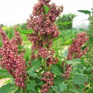 100 Organic COCOA CHERRY QUINOA Grain Chenopodium Quinoa Red & Brown Seeds