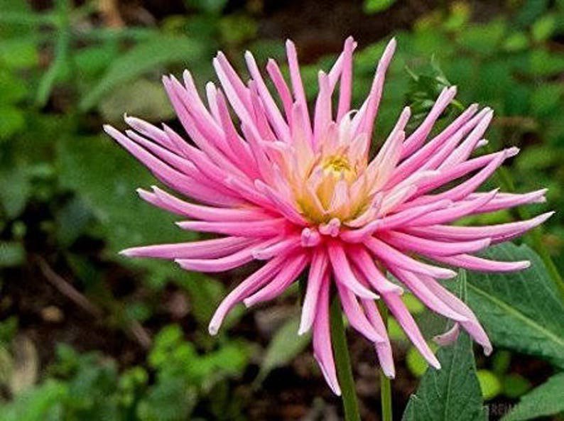 30 ROSE Pink NEEDLE ASTER Callistephus Unicom Flower Seeds