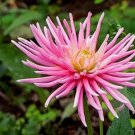 30 ROSE Pink NEEDLE ASTER Callistephus Unicom Flower Seeds