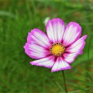 300 CANDY STRIPE COSMOS Cosmos Bipinnatus Flower Seeds