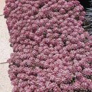 1000 Pink ALYSSUM ROSIE O DAY Lobularia Maritima Flower Seeds
