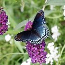 50 VIOLET BUTTERFLY BUSH Buddleia Davidii Purple Flower Seeds