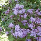 100 PURPLE MISTFLOWER (Hardy or Wild Ageratum) Eupatorium Coelstinum Flower Seeds