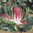 100 ROSSA Di VERONA RADICCHIO / Endive Italian Cichorium Intybus Vegetable Seeds