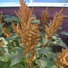 100 Pastel AUTUMNS TOUCH AMARANTHUS Cruentus Bronze Coral Apricot Flower Seeds