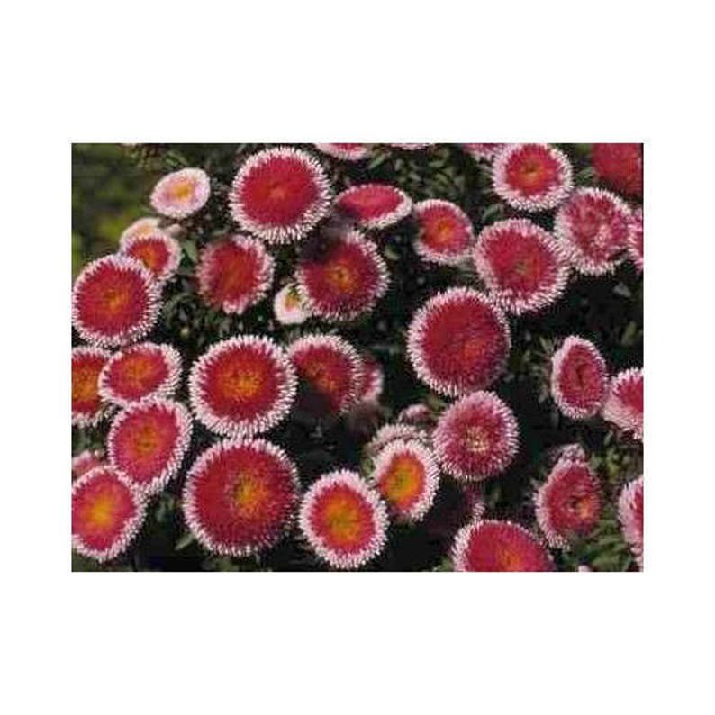 50 HI No MARU ASTER Double Red & White Callistephus Pompon Flower Seeds